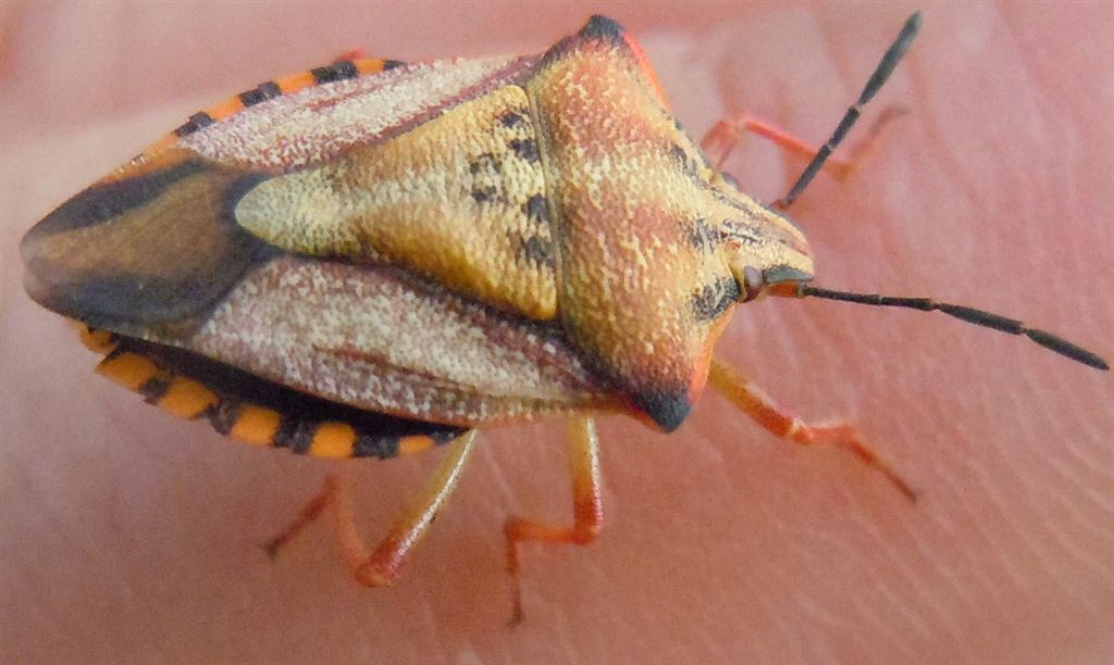 Carpocoris